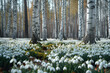 Snowdrop flowers in the birch forest. Early spring landscape.
