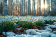 Beautiful snowdrop flowers blooming in the forest at sunset.