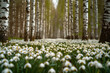 Beautiful white snowdrop flowers in birch grove in springtime