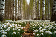 Beautiful white snowdrop flowers blooming in the spring forest.