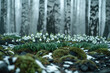 Snowdrop flowers blooming in the forest. Snowdrop flower.