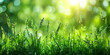 Fresh green grass with dew drops and bokeh background.