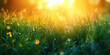 Morning dew on the green grass. Nature background. Soft focus