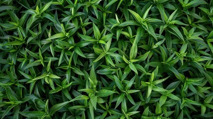 Wall Mural - The grass grows green, the grass background is very beautiful