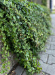 Common ivy plant - Hedera helix. Spring urban greenery, lush climbing cover evergreens for fences and walls. Background.