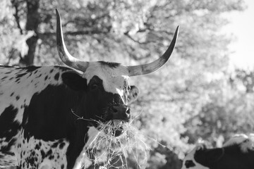 Poster - Spotted corriente cow with large horns closeup eating hay on farm, animal nutrition concept.
