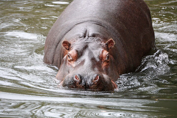 close-up of a swimming hippo