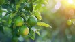 © buraratn - limes tree in the garden are excellent source of vitamin C. Green organic lime citrus fruit hanging on tree