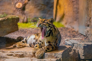 Poster - clouded leopard (Neofelis nebulosa) wild cat