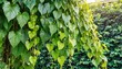 green leaves javanese treebine or grape ivy jungle vine hanging ivy plant bush