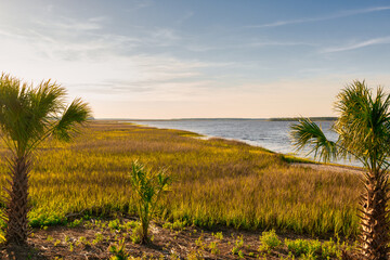 Wall Mural - River between 2 palmetto trees