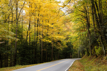 Wall Mural - Road through the Autumn woods