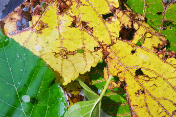 Poster - Brown spot and infected disease of mulberry leaf