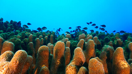 Wall Mural - Underwater and close up photo of a coral reef landscape. From the island Nusa Lembongan in Bali. Indonesia.