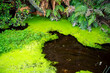 Green Algae in Waimangu Volcanic Valley - New Zealand