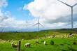 Te Apiti Wind Farm - New Zealand