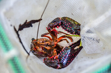 Crayfish in a fishing net