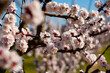 Beautiful blooming apricot trees in spring garden