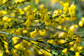 Wall Mural - Common broom, .Cytisus scoparius yellow flowers closeup selective focus