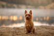 An attentive Australian Terrier dog sits on a sandy river shore, its gaze fixed in the distance under a hazy sky