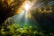 © Balaraw - Underwater scene with sunlight streaming through lush vegetation