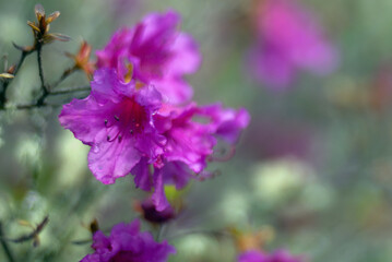 flowers in the garden