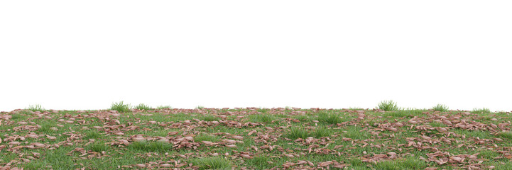 Wall Mural - Green grass and flower on transparent background 3d rendering