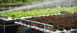 Banner fresh Red Oak Leaf Lettuce organic hydroponic vegetable plantation produce red salad hydroponic farm. Panorama red oak lettuce salad in Organic Farm. Salad farm vegetable with copy space