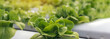 Banner fresh organic hydroponic vegetable plantation produce green salad hydroponic farm. Panorama Green oak lettuce salad in Organic Farm. Salad farm vegetable green oak lettuce with copy space