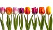 vibrant tulip flowers in perfect row isolated on white background colorful spring blooms floral still life photography