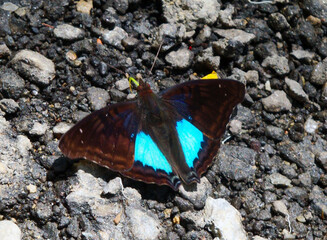 A black, whit and turquoise butterfly over a lot of pebbles bright day in the national park El Avila