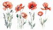 watercolor hand drawn summer wild field poppy flowers bouquet floral illustration set