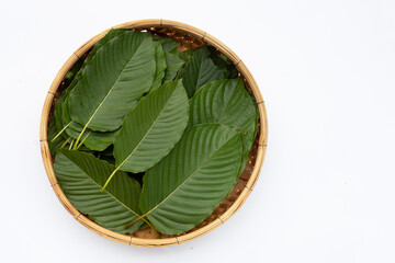 Wall Mural - Mitragyna speciosa, Fresh kratom leaves on white background