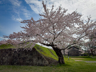 Wall Mural - Peach blossom landscape in full bloom