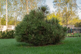 Fototapeta Natura - Beautiful small pine tree with long needles in the landscaped garden.