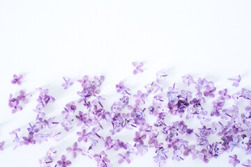 Wall Mural - Lilac flowers and petals on white background. Flat lay, top view, copy space