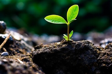 Wall Mural - young plant growing in soil