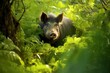 curious wild boar peeking through lush green foliage