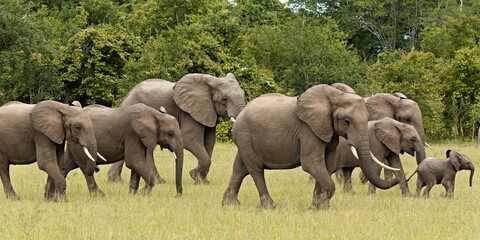 Wall Mural - African Elephant (Loxodonta africana). South Luangwa National Park. Zambia. Africa.