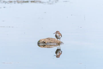 Wall Mural - Common sandpiper, Actitis hypoleucos, resting lake shore with reflection in water.