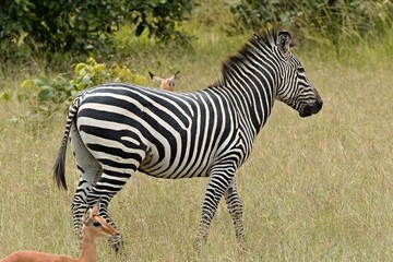 Wall Mural - Crawshay's Zebra (Equus quagga crawshayi). South Luangwa National Park. Zambia. Africa.