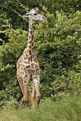 Wall Mural - Thornicrofts Giraffe (Giraffa camelopardalis thornicrofti) in South Luangwa National Park. Zambia. Africa.