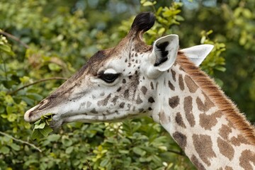 Wall Mural - Thornicrofts Giraffe (Giraffa camelopardalis thornicrofti) in South Luangwa National Park. Zambia. Africa.