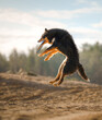 An Border Collie dog leaps with grace to catch a flying disc, a burst of sand beneath its paws.