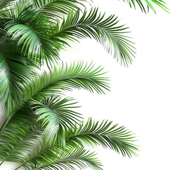  Realistic Palm Leaves on Clear Background, 3D Render, Empty White Background. 