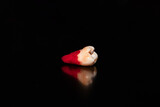 Fototapeta  - A molar tooth freshly extracted on a black background