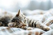 A young tabby kitten is curled up and sound asleep on a cozy, textured blanket. 