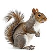 © Pixel Pine - Eastern Gray Squirrel standing side view isolated on white background, photo realistic.