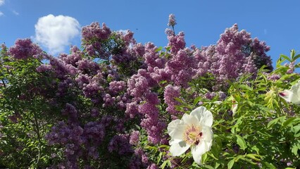 Wall Mural - Pink lilac flowers and white tree peony flower  against blue sky in the spring garden.