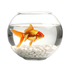 Goldfish in Fish Bowl isolated on white or transparent background